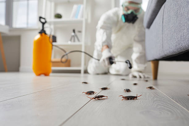 Post-Treatment Bed Bug Interceptor Monitoring in Wales